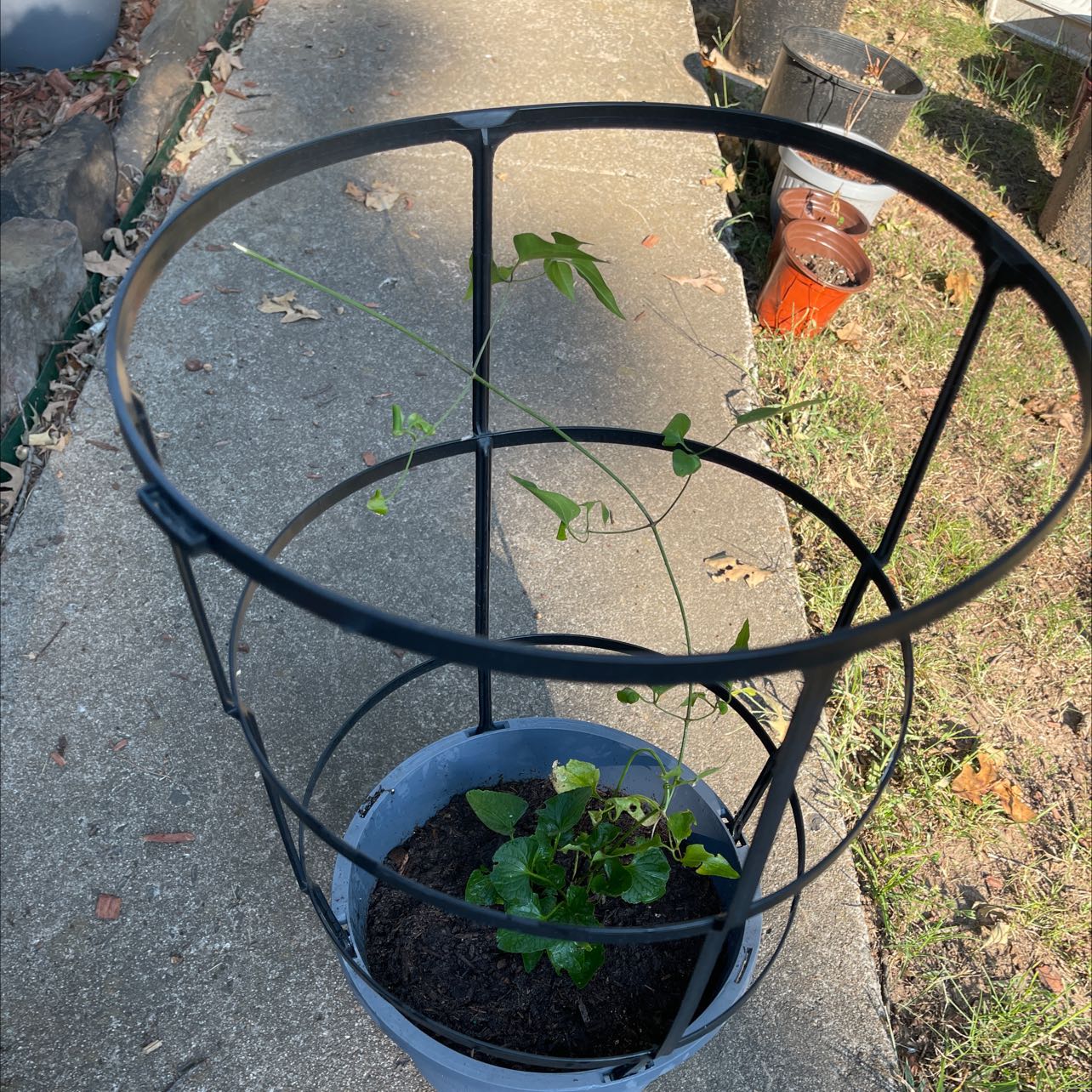 Photo of the plant species Chinese Clematis by @Pilotpat4 named Lake vine on Greg, the plant care app