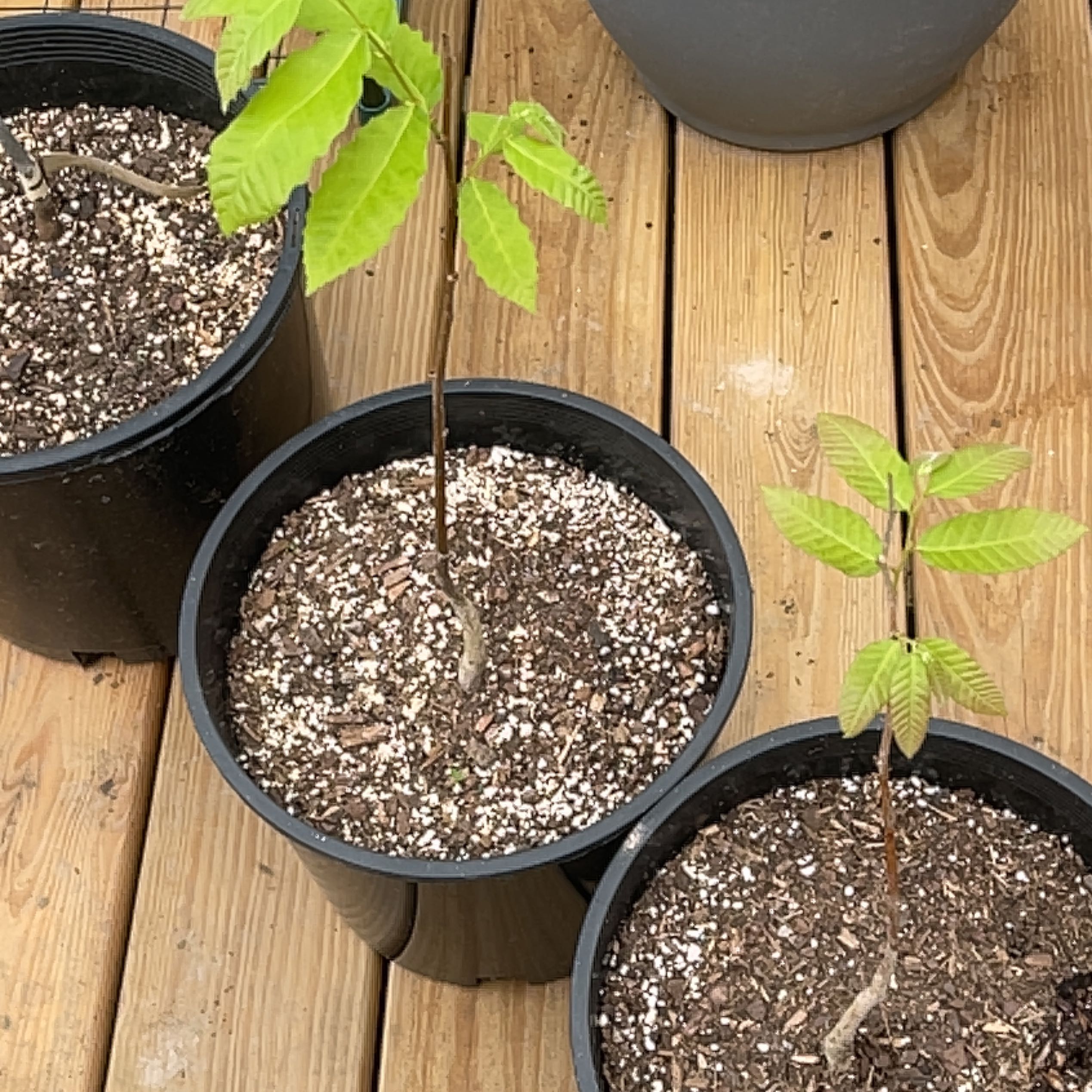 Photo of the plant species Chinese Chestnut by @Pilotpat4 named Confucius on Greg, the plant care app