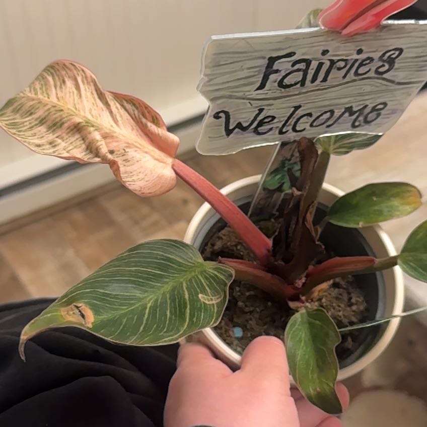 Photo of the plant species Philodendron 'Pink Bikini' by @FabChosmo51 named Madonna on Greg, the plant care app