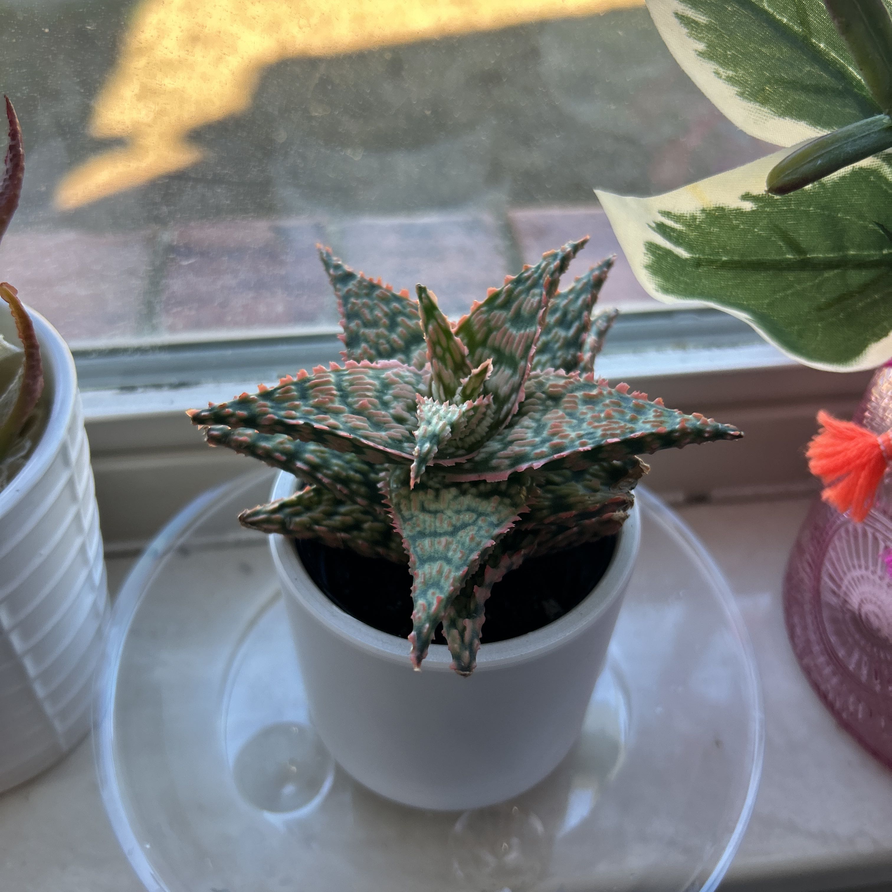 Photo of the plant species Aloe Oik by @YesCoriander10 named Garrett on Greg, the plant care app