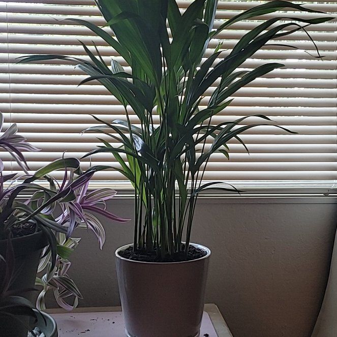 Photo of the plant species Dwarf Areca Palm by @OrganicChards82 named Alia on Greg, the plant care app