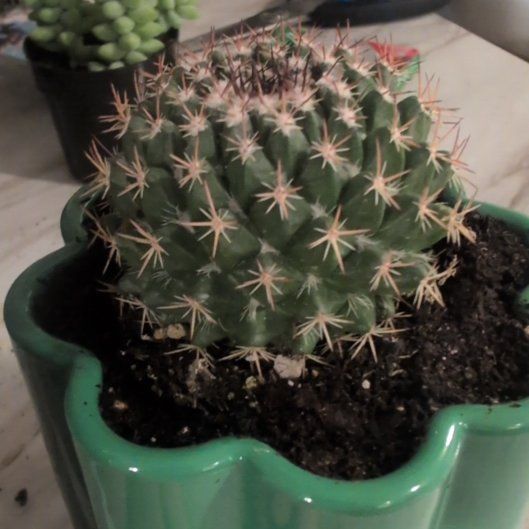 Photo of the plant species Mammillaria mystax by @FabOtanthus84 named Kakdus on Greg, the plant care app