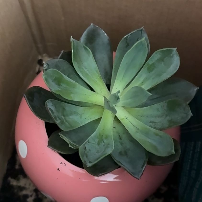 Photo of the plant species Echeveria 'Blue Prince' by @TimelyRedlog74 named Mushi on Greg, the plant care app