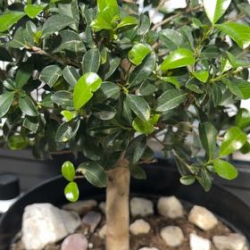 Photo of the plant species Eugenia by @BriskTagetes90 named Henry on Greg, the plant care app