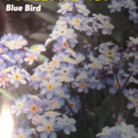 Photo of the plant species Forget-Me-Not by @BriskTagetes90 named Luna on Greg, the plant care app