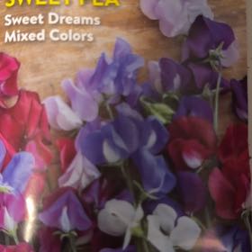 Photo of the plant species Lathyrus Latifolius by @BriskTagetes90 named Stella on Greg, the plant care app