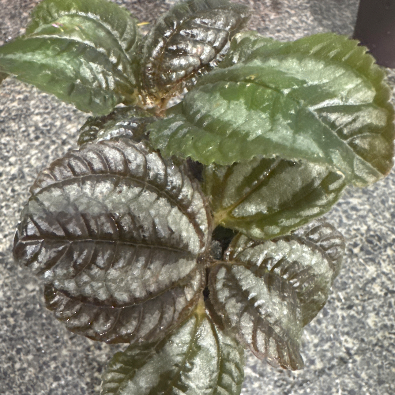 Photo of the plant species Pilea involucrata 'Norfolk' by @SoundlyWasabi5 named Duke on Greg, the plant care app