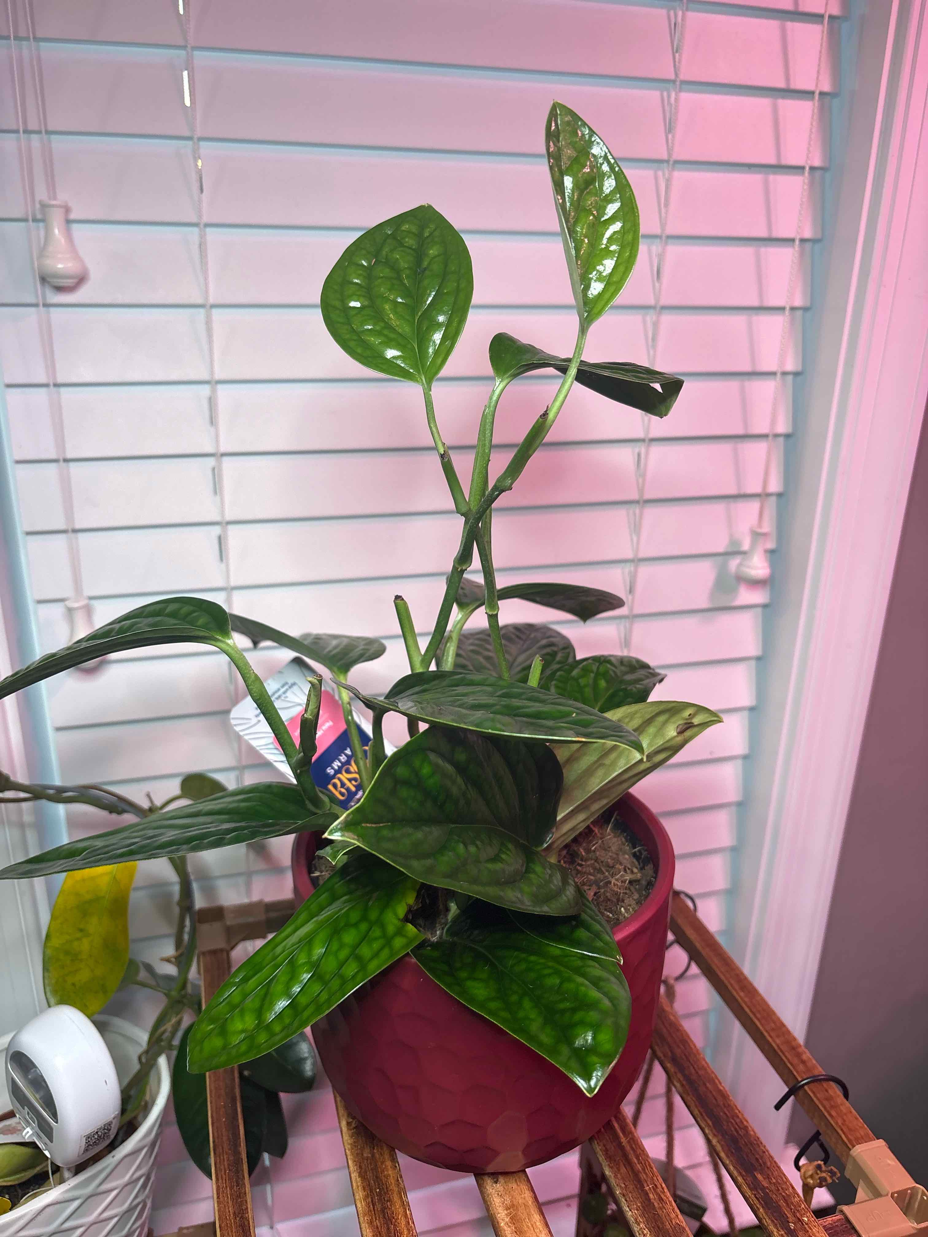 Photo of the plant species Monstera Peru by @CleanQuenepa88 named Lola on Greg, the plant care app