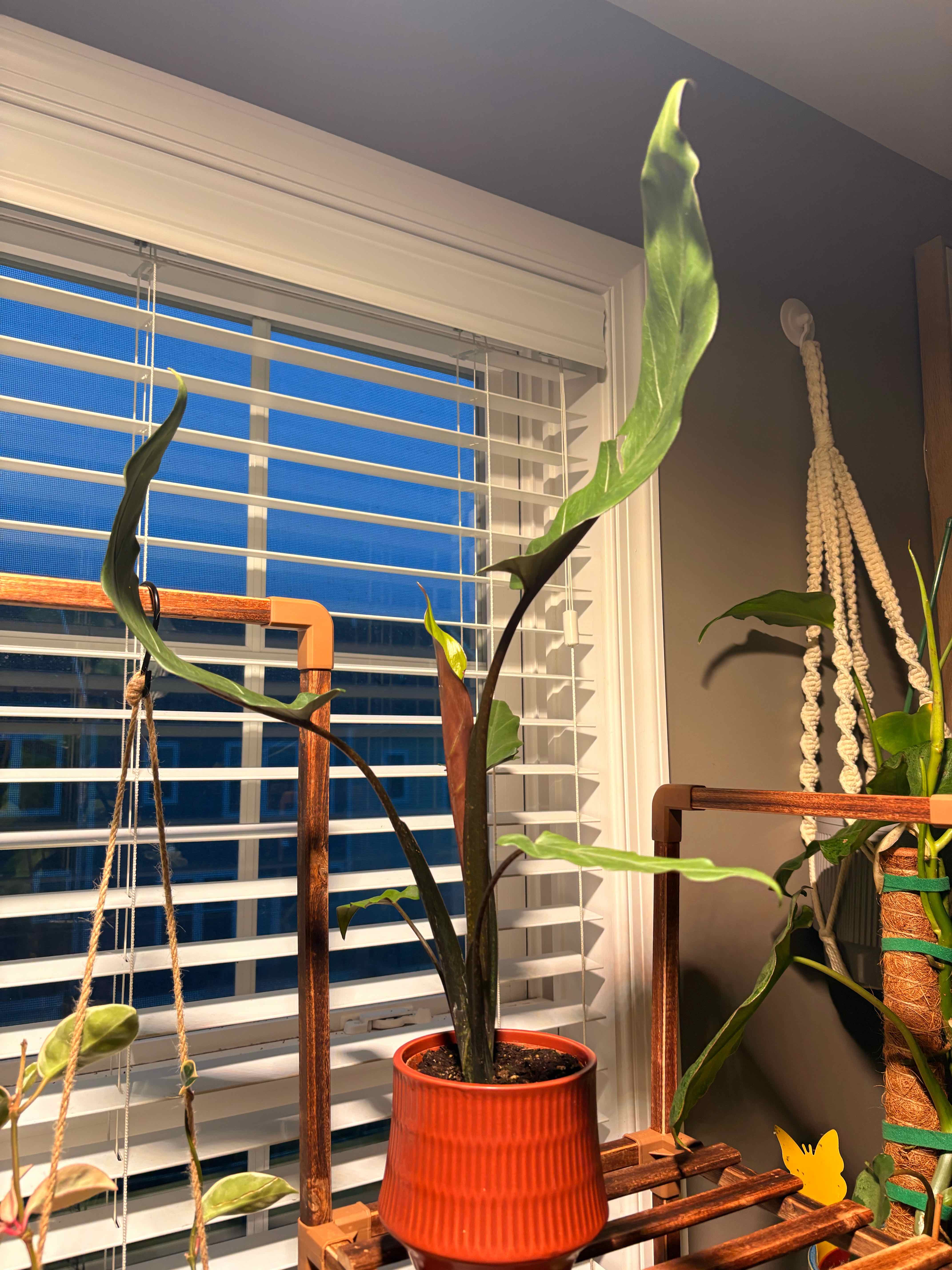 Photo of the plant species Purple Sword by @Onepiece.plants named Lucius on Greg, the plant care app
