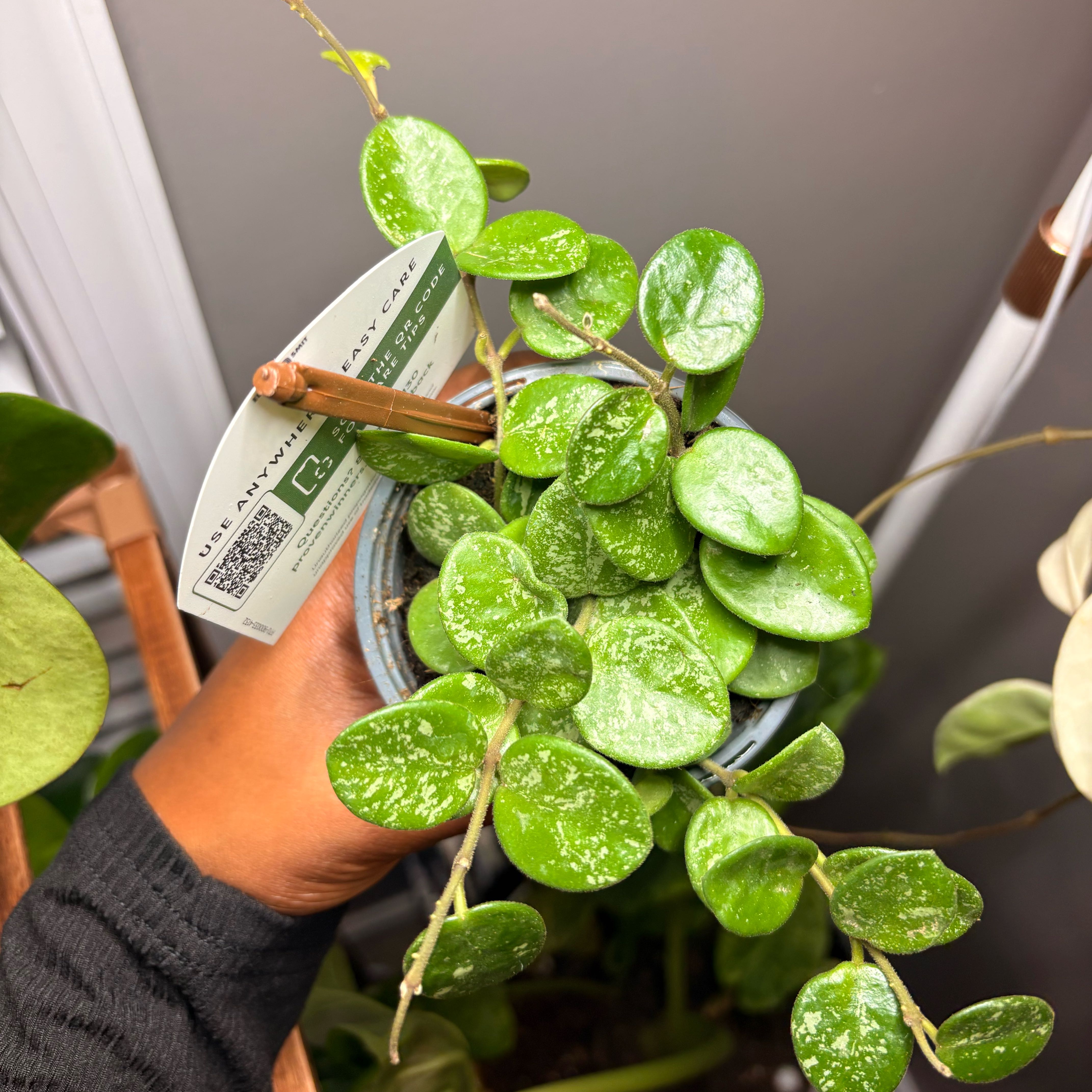 Photo of the plant species Splash Hoya Obovata by @CleanQuenepa88 named Hemingway on Greg, the plant care app
