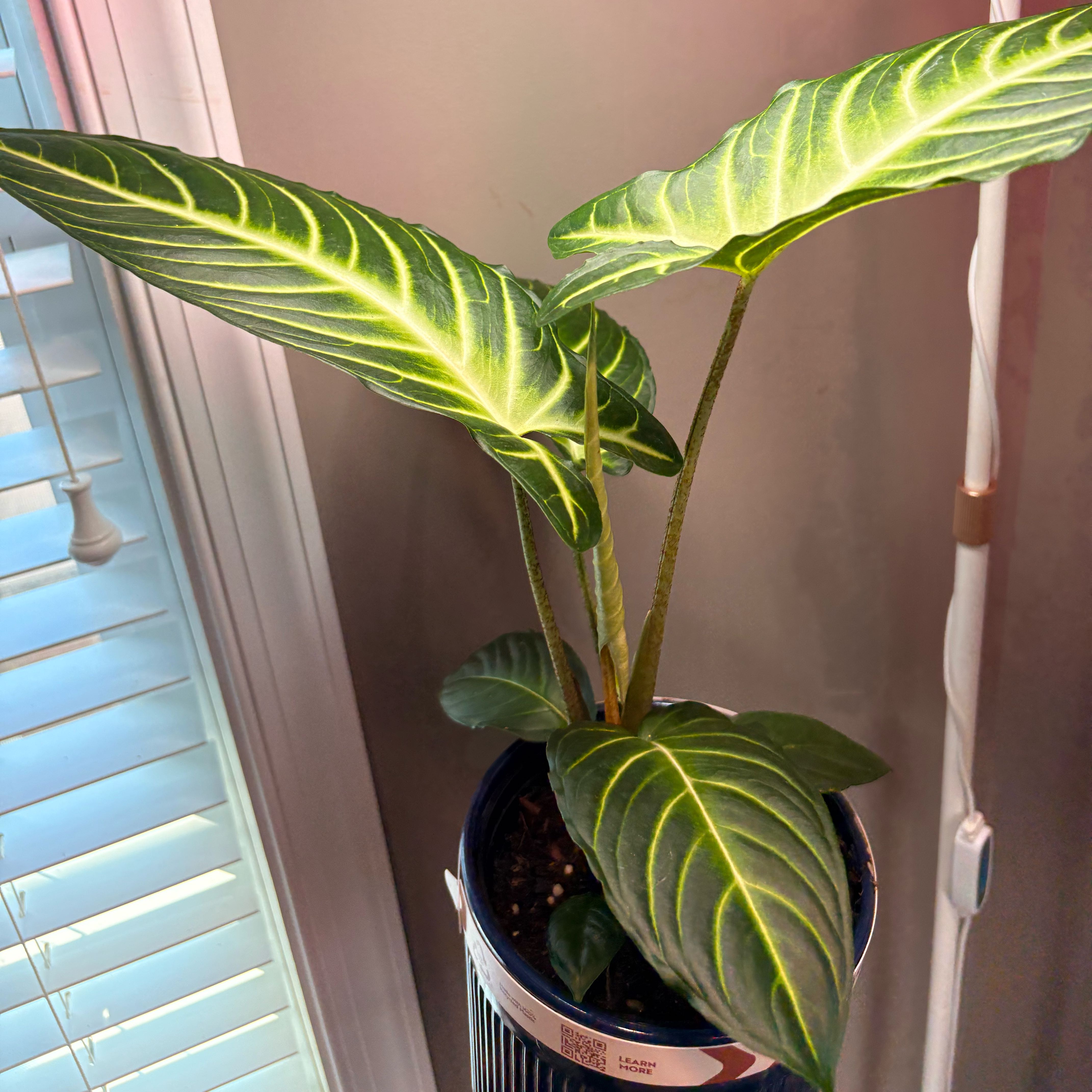 Photo of the plant species Xanthosoma Angel wings by @CleanQuenepa88 named Boeing on Greg, the plant care app