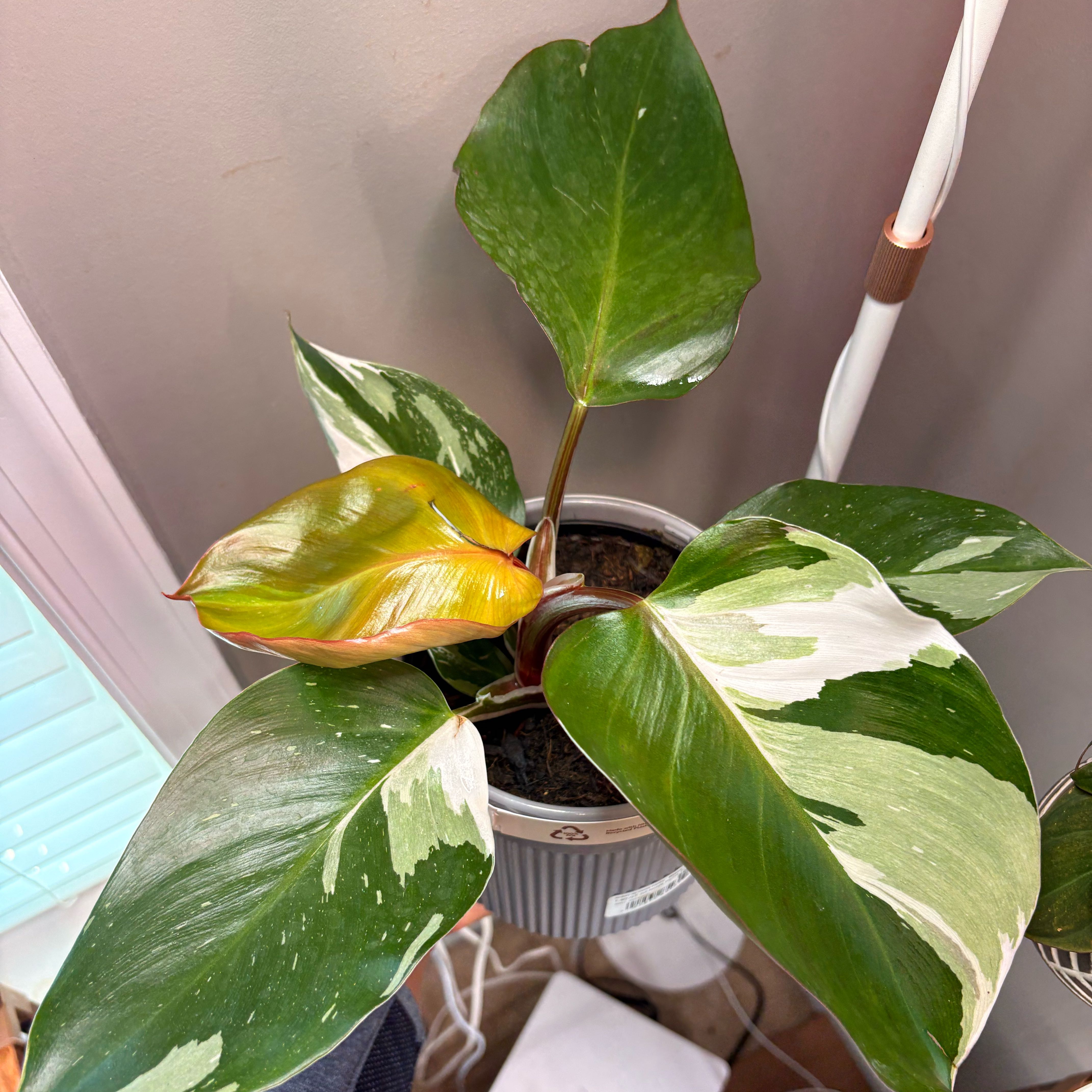 Photo of the plant species White Knight Philodendron by @CleanQuenepa88 named Chamelot on Greg, the plant care app