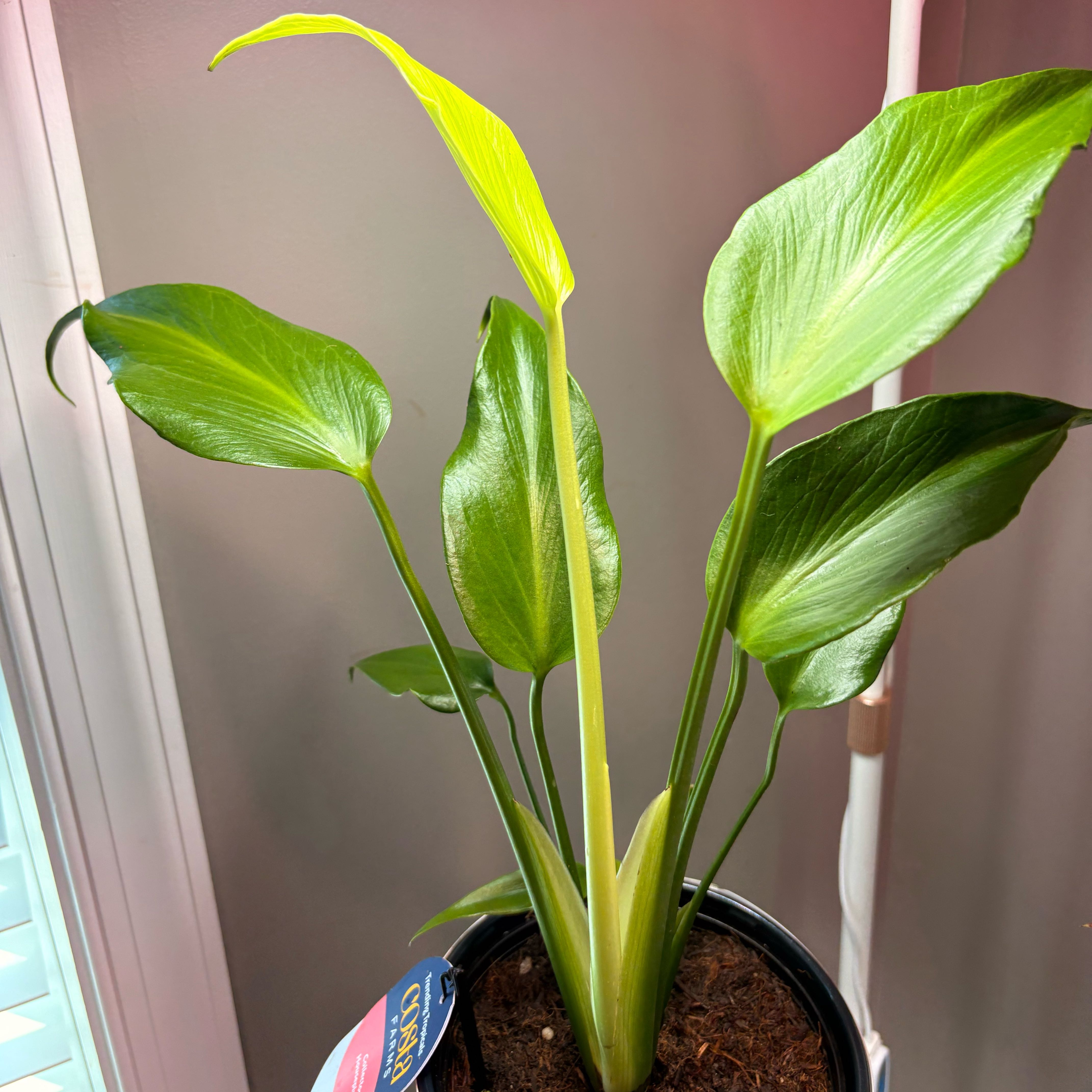 Photo of the plant species Burle Marx Monstera by @CleanQuenepa88 named Teardrop on Greg, the plant care app