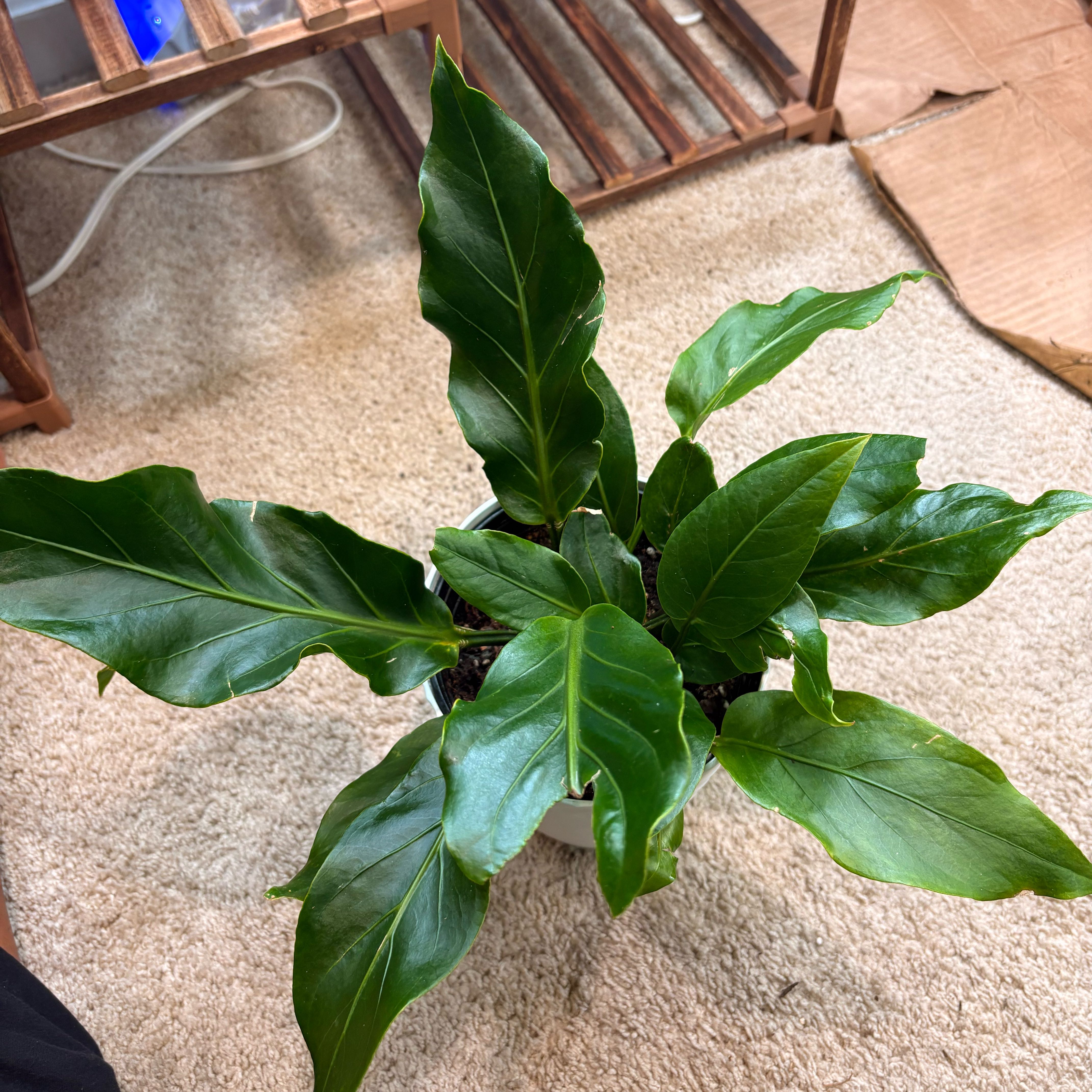 Photo of the plant species Bird's nest anthurium by @Onepiece.plants named Marley on Greg, the plant care app