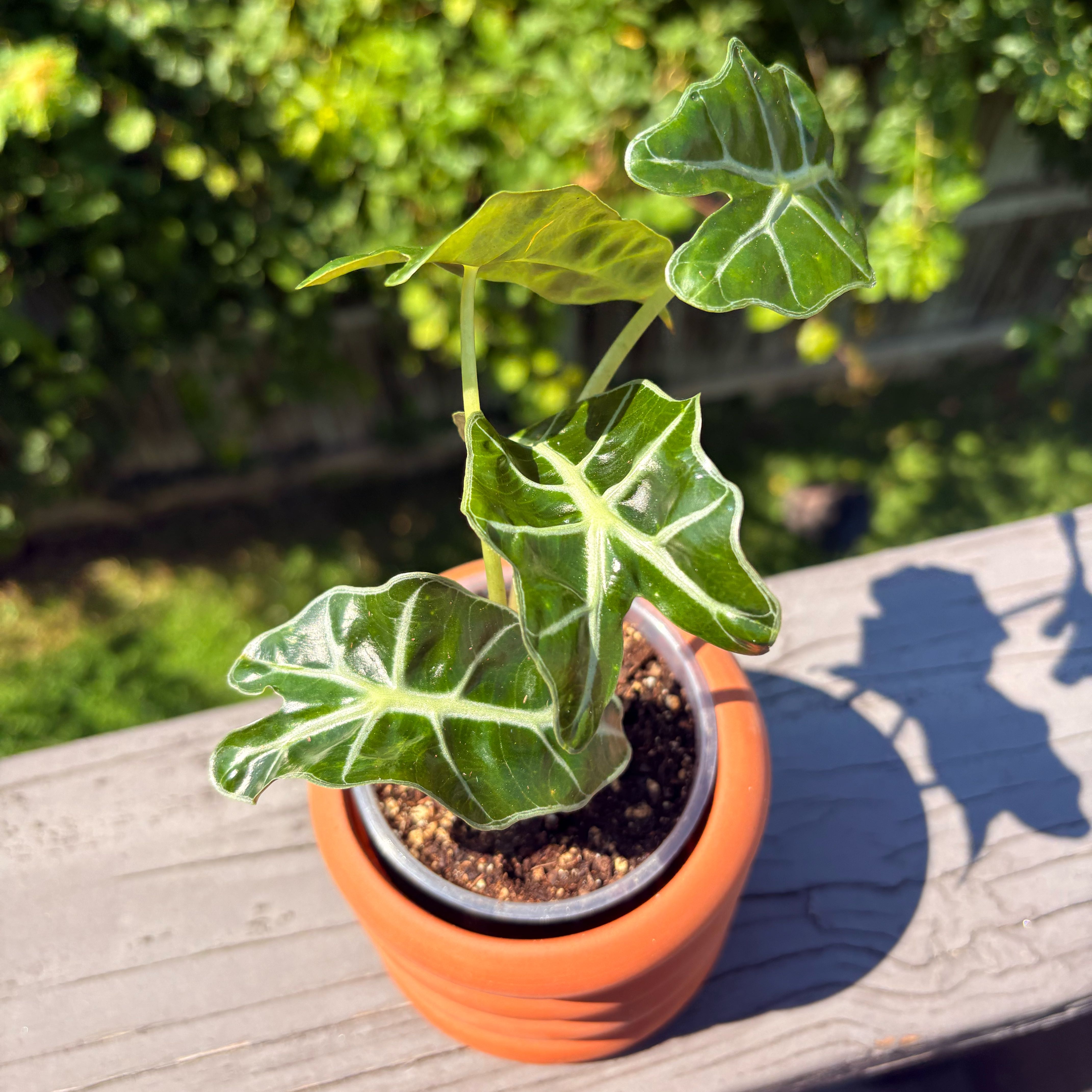 Photo of the plant species Alocasia by @Onepiece.plants named Doja Cat on Greg, the plant care app