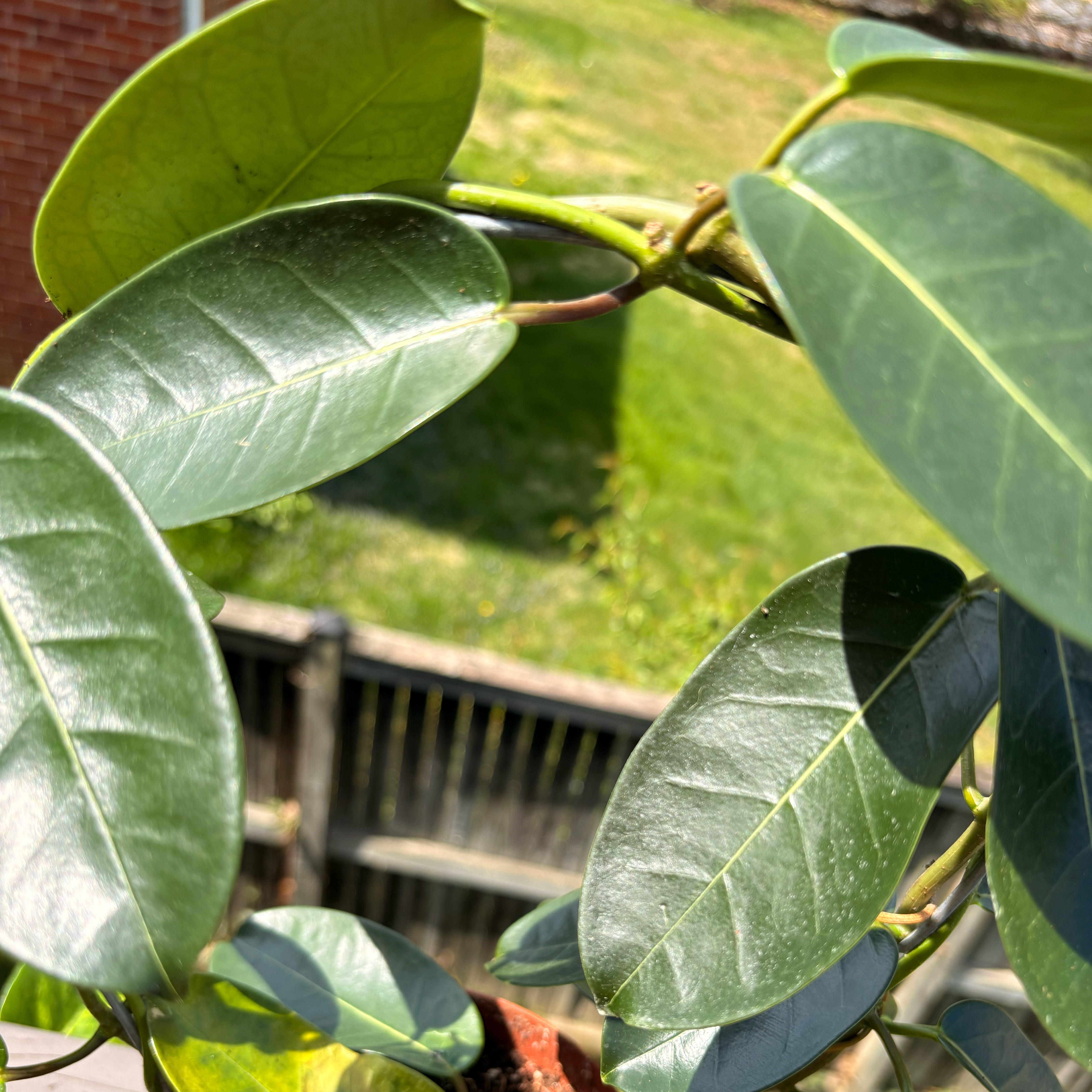 Photo of the plant species Stephanotis by @CleanQuenepa88 named da Vinci on Greg, the plant care app