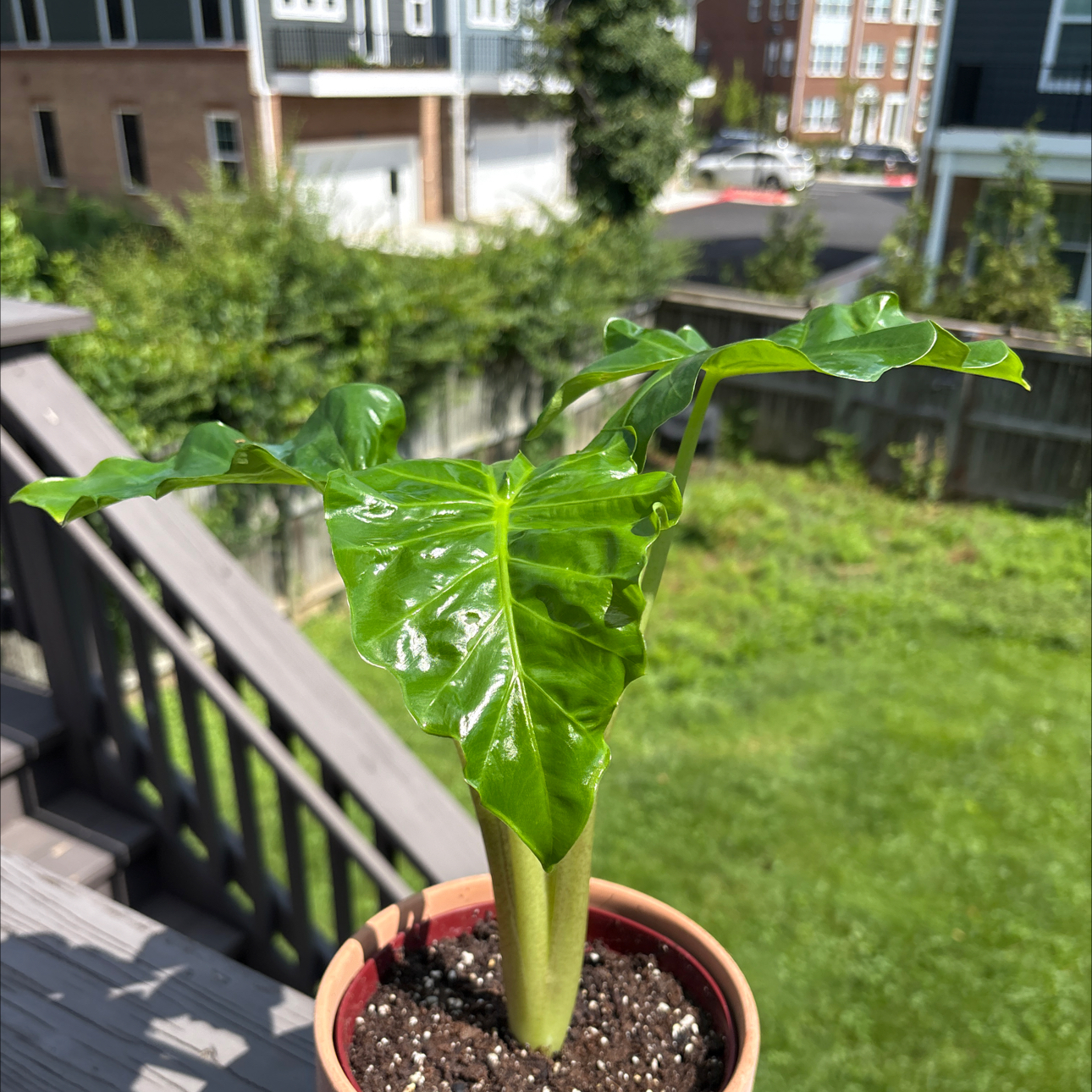 Photo of the plant species Low Rider by @Onepiece.plants named Rider on Greg, the plant care app