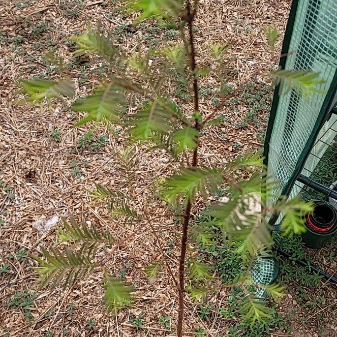 Photo of the plant species Dawn Redwood by @SuperbRedpine60 named Heems on Greg, the plant care app