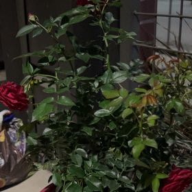 Photo of the plant species True Love Rose by @SpiffyTobacco51 named Angel on Greg, the plant care app