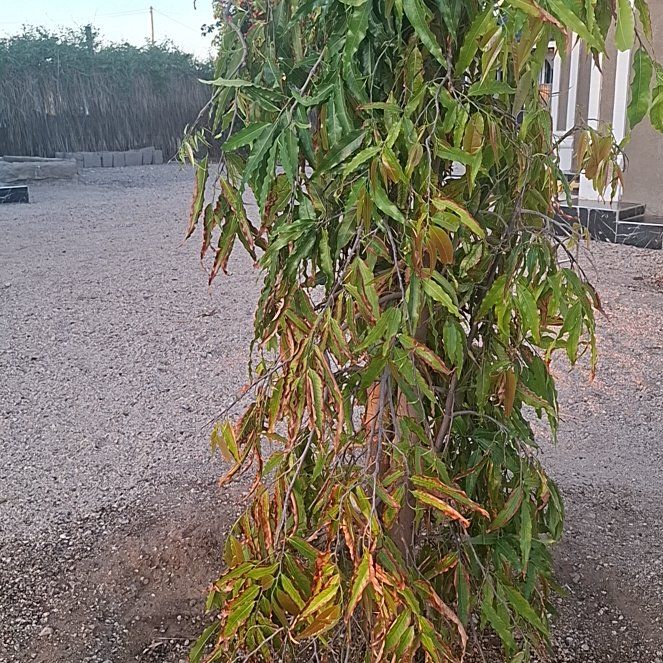 Photo of the plant species Weeping Willow by @RadBorage39 named Leaf Erickson on Greg, the plant care app
