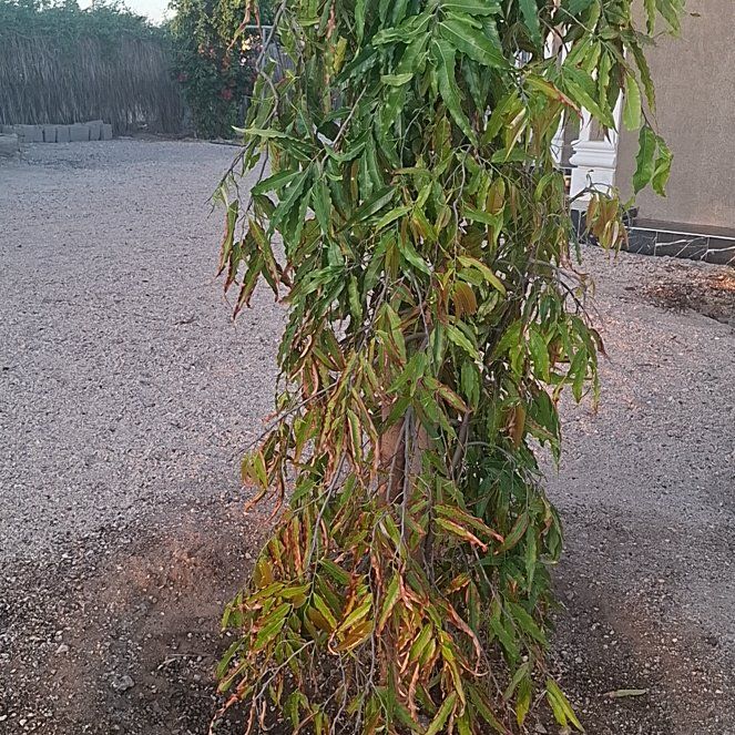 Photo of the plant species Weeping Willow by @RadBorage39 named Sigmund on Greg, the plant care app