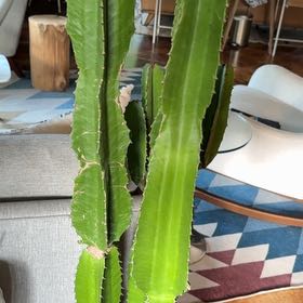 Photo of the plant species Giant African Candelabra Tree by @FacileMountain named Cactus Jack on Greg, the plant care app