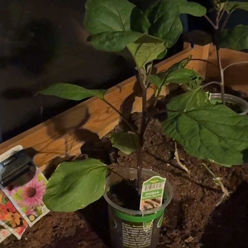 Photo of the plant species Eggplant by @SharpBlueoak24 named Lavender on Greg, the plant care app