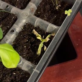 Photo of the plant species Papaver Somniferum by @SharpBlueoak24 named Eva on Greg, the plant care app