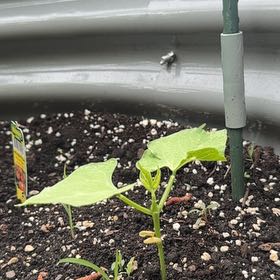 Photo of the plant species Common Bean by @SharpBlueoak24 named Bigleef Smalls on Greg, the plant care app