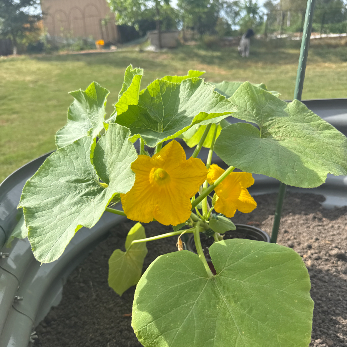 Photo of the plant species Kabocha Squash by @SharpBlueoak24 named Lucas on Greg, the plant care app