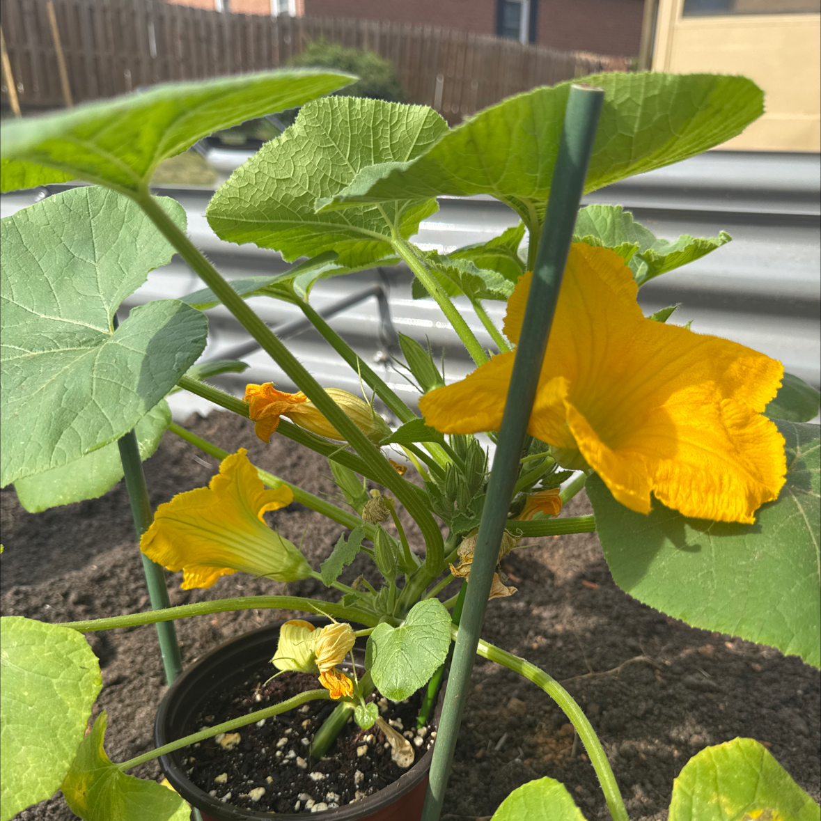 Photo of the plant species Kabocha Squash by @SharpBlueoak24 named Yoshi on Greg, the plant care app