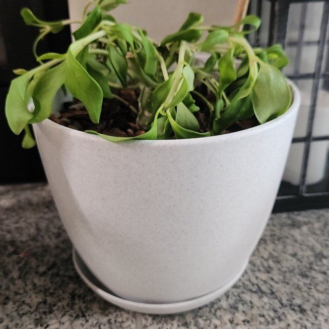 Photo of the plant species Ant plant by @SisterCoccoon50 named Marley on Greg, the plant care app