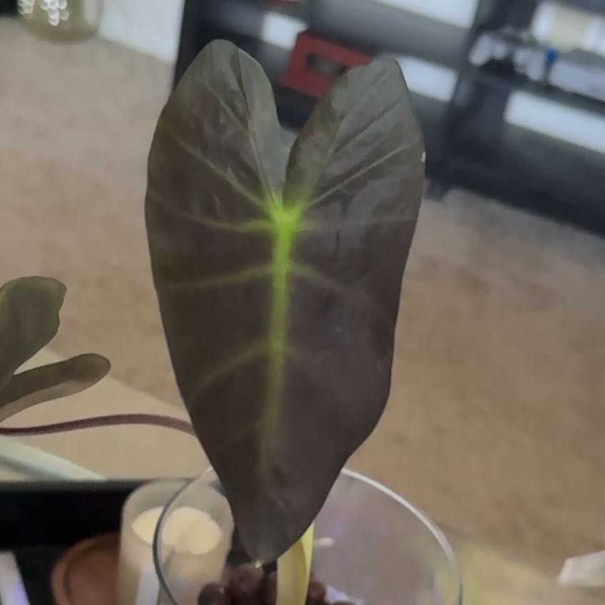 Photo of the plant species Colocasia 'Aloha' by @GenialTutsan28 named Elephant ear on Greg, the plant care app