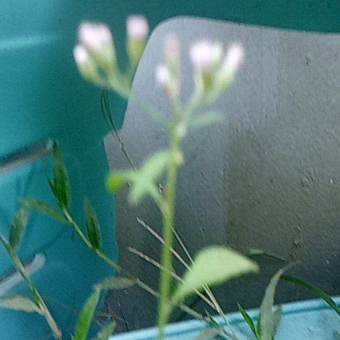 Photo of the plant species Shepherd's Purse by @LustrousYuzu17 named Fernie Saunders on Greg, the plant care app