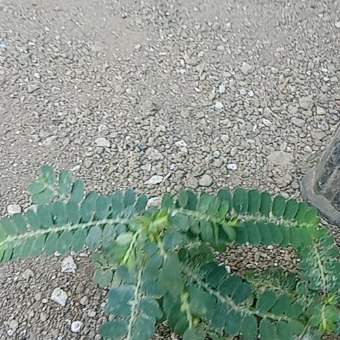 Photo of the plant species Chamber Bitter by @LustrousYuzu17 named Stella on Greg, the plant care app