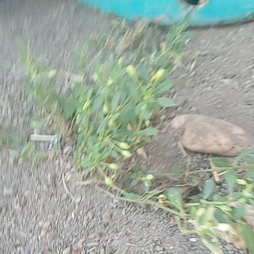 Photo of the plant species American Knotweed by @LustrousYuzu17 named Mollie on Greg, the plant care app