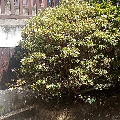 Photo of the plant species Calico Bush by @LustrousYuzu17 named Demi on Greg, the plant care app