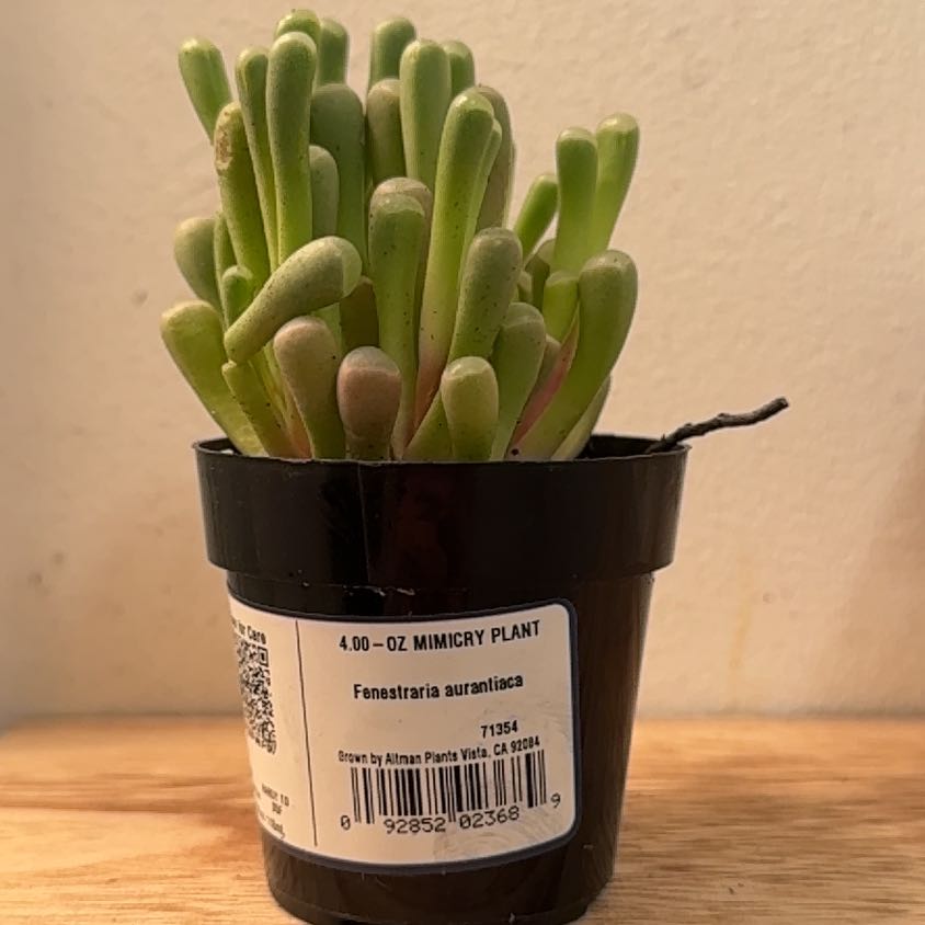 Photo of the plant species Baby Toes by @SwellPawpaw60 named Walt on Greg, the plant care app