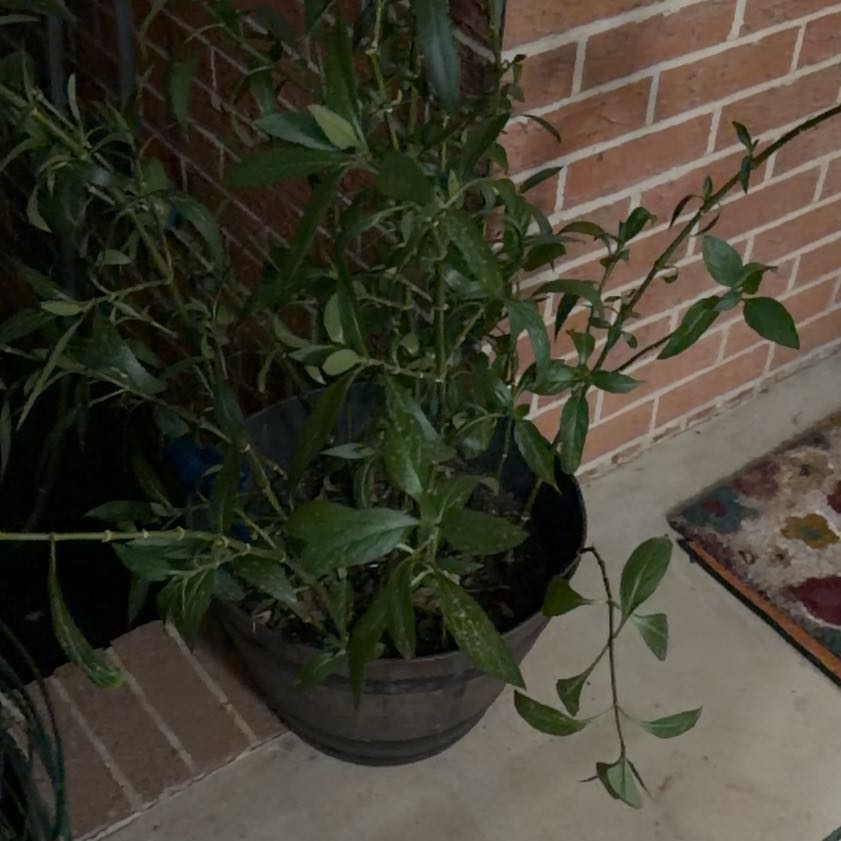 Photo of the plant species mexican petunia by @AceCassava96 named Stella on Greg, the plant care app