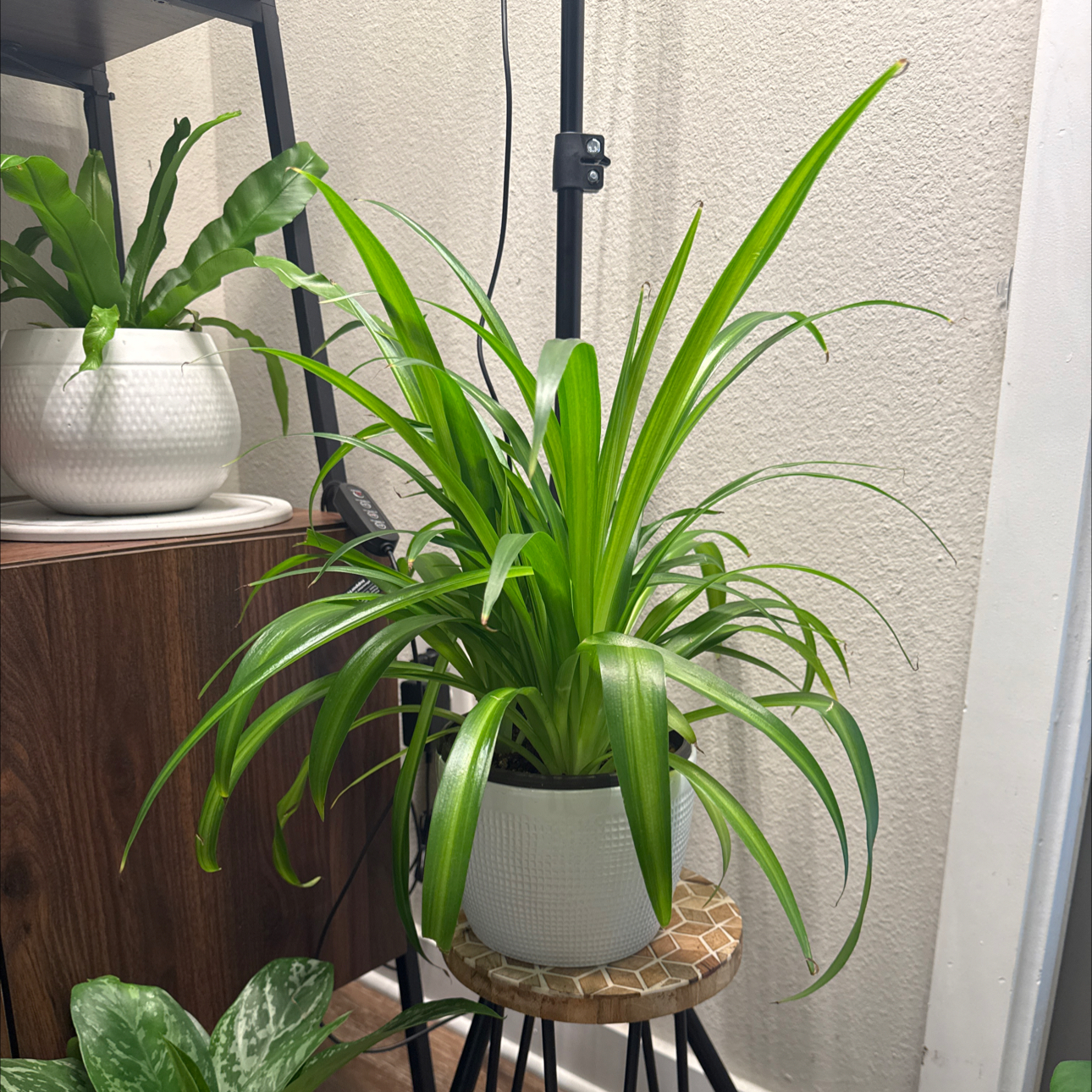 Photo of the plant species Hawaiian Spider Plant by @MarkedRadish18 named Shirley on Greg, the plant care app