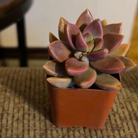 Photo of the plant species Graptoveria 'Fred Ives' by @LovelyBlinks72 named Austen on Greg, the plant care app