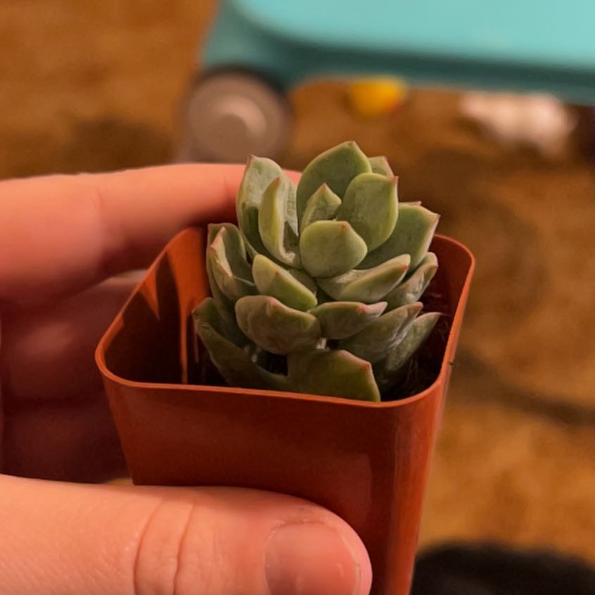 Photo of the plant species Echeveria colorata by @LovelyBlinks72 named Maya on Greg, the plant care app