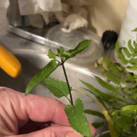 Photo of the plant species Common Hedgenettle by @DeftMatagouri70 named Figyonce on Greg, the plant care app
