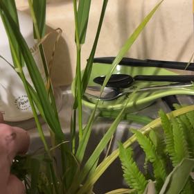 Photo of the plant species Reed Canarygrass by @DeftMatagouri70 named Maya on Greg, the plant care app