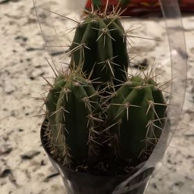 Photo of the plant species Assorted Trichocereus by @CivilSkyplant36 named Keanu Leaves on Greg, the plant care app