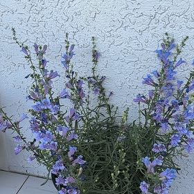 Photo of the plant species Hyssop by @AllegiantRose36 named Austen on Greg, the plant care app