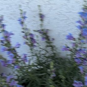 Photo of the plant species Common Viper's-Bugloss by @AllegiantRose36 named Mando on Greg, the plant care app