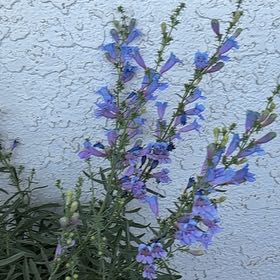 Photo of the plant species Hyssop by @AllegiantRose36 named Demi on Greg, the plant care app