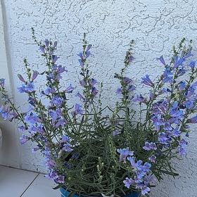 Photo of the plant species Hyssop by @AllegiantRose36 named Michelle Branch on Greg, the plant care app