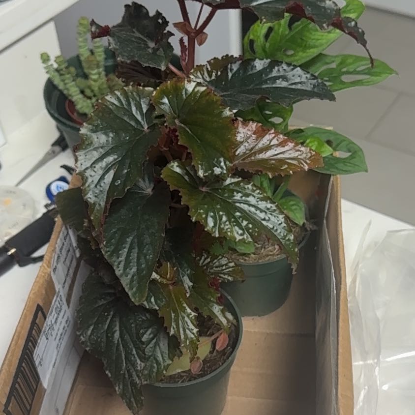 Photo of the plant species Black Magic by @sonjabonja named Tiny Tree on Greg, the plant care app